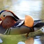 Duck мандарина особено внимание, като у дома си