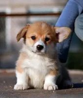 Welsh Corgi - caracteristicile rasei