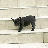 A kutya fél a lépcsőn -, mit kell tenni