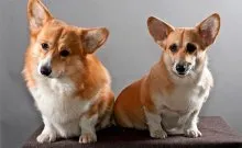 Welsh corgi - a Fajtajegyei