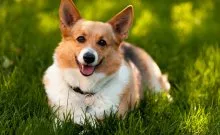 Welsh corgi - a Fajtajegyei