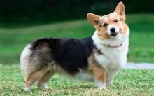 Welsh corgi - a Fajtajegyei