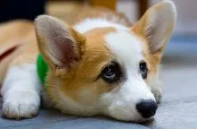 Welsh corgi - a Fajtajegyei