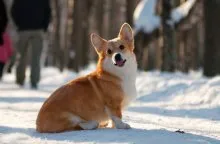 Welsh corgi - a Fajtajegyei