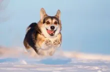 Welsh corgi - a Fajtajegyei