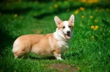 Welsh corgi - a Fajtajegyei