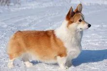 Welsh corgi - a Fajtajegyei