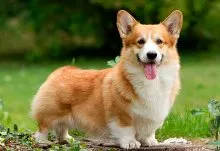 Welsh corgi - a Fajtajegyei