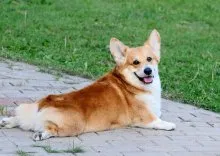 Welsh corgi - a Fajtajegyei