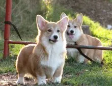 Welsh corgi - a Fajtajegyei