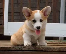 Welsh corgi - a Fajtajegyei