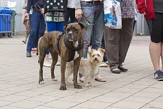 Cainele tau se teme de scări - ce să facă