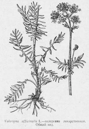 Valerian Valeriana officinalis tinktúra alkalmazása