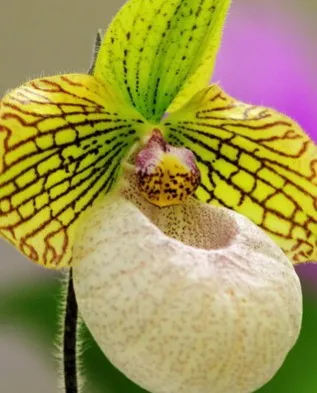 Gondozó orchideák makacs