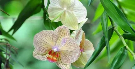Gondozó orchideák makacs