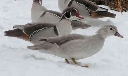 Mandarin rață și de rață lemn