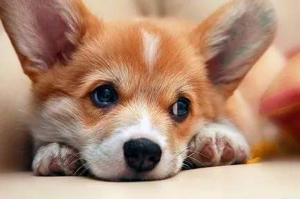 Welsh Corgi - caracteristicile rasei