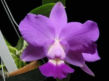 Хигиена на Cattleya, особено отглеждането на хибридни орхидея