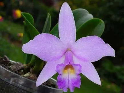 Хигиена на Cattleya, особено отглеждането на хибридни орхидея