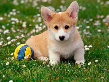 Welsh corgi - a Fajtajegyei