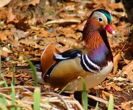 Mandarin rață și de rață lemn