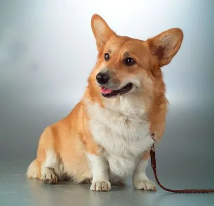 Welsh corgi - a Fajtajegyei