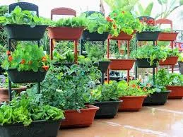 Növekvő paradicsom és egyéb zöldségfélék tartályban - a termesztés paradicsom, üvegházban