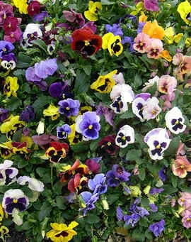 Cornute Viola (pansy) cultivarea și butași