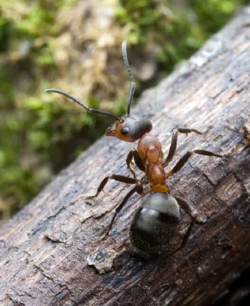 Ant magyar madárfaj leírás, szaporodás, különösen