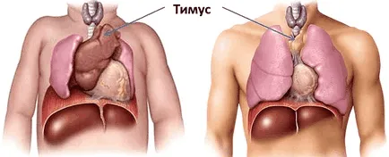 тимусната жлеза - какво е това, къде е и какви функции
