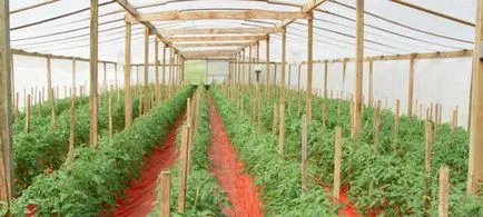 Отглеждане на домати в оранжерия през зимата и началото на пролетта
