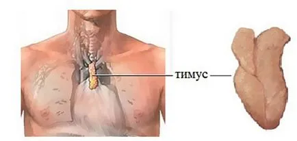 Timusului - ce este, în cazul în care este și ce funcții