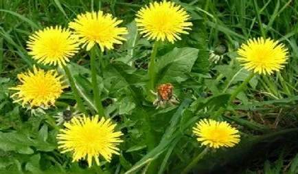 Dandelion Wine