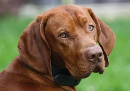 Vizsla - Pointer kutyafajta