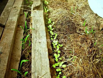 Cultivarea ridichi timpurii, salata verde, spanacul într-o seră suburbii