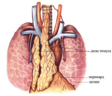 Timusului - ce este, în cazul în care este și ce funcții