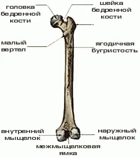 хип Vyvorotnost