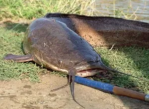 A finomságok halászat harcsa a parttól és használata szamár