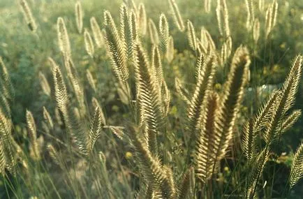 Отглеждане на пшеница трева за сено и семена, информация и реклама аграрна вестник - agroinfo