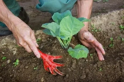 Totul despre varza agresorul - descrierea soiurilor, plantare, îngrijire și alte aspecte ale fotografiei