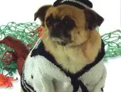 Плетива пчелен костюм за кучета, плетени приказка