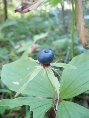 fructe de padure otravitoare