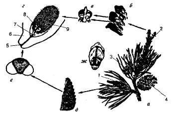 Caracteristicile gymnosperms - Biologie