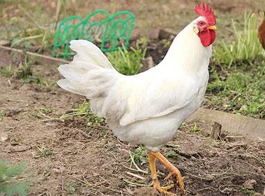 Egg fajta csirkék listája és leírása a természet a tartalom