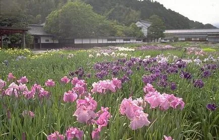 Japán írisz leírás, fotók, a legjobb fajták, ültetés és gondozás