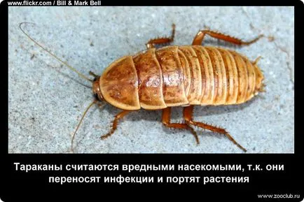 Интересни факти за хлебарки снимки, факти от живота на хлебарки в снимки, снимки на фактите