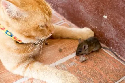 Защита срещу унищожаването на и за мишките в апартамента