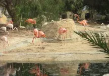 Állatkert Friguia - Tunézia - árak, fotók, showműsorok