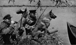 Állatok, akik részt vettek a második világháború, a győzelem