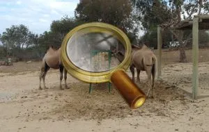 Friguia Zoo în Tunisia - fotografie, excursii cu ghid, cum să obțineți